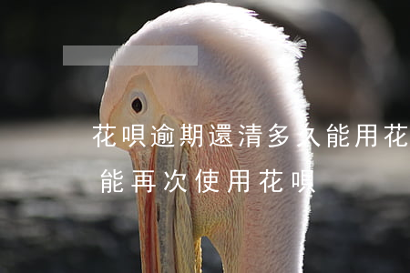 花唄逾期還清多久能用(花唄逾期還清了多久能再次使用花唄)