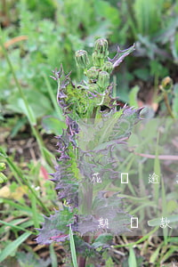 花唄逾期還清還能分期嗎(花唄逾期后不能分期還款是否關(guān)閉花唄)