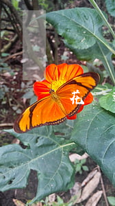 花唄逾期還用嗎