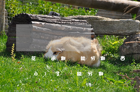 花唄逾期還能分期東西嗎(花唄分期過(guò)了還能分期嗎)