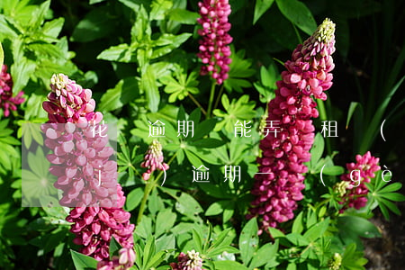 花唄逾期還能弄愛租機(jī)嘛(愛租機(jī)逾期一個(gè)禮拜)