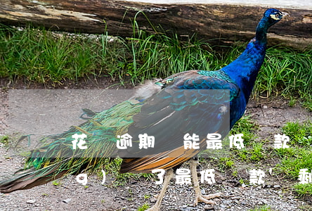花唄逾期還能最低還款嗎(花唄自動(dòng)還了最低還款額剩下的不還算逾期嗎?)