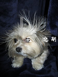 花唄逾期還能最低還款額