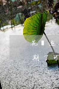 花唄逾期還能淘寶分期嗎(支付寶螞蟻花唄逾期了可以申請分期嗎)