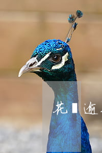 花唄逾期還能玩失蹤嗎