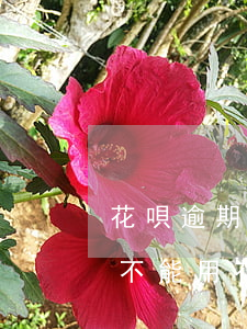 花唄逾期還能用咸魚嗎(花唄逾期以后是不是不能用花唄了?)