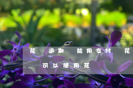 花唄逾期還能用支付嗎(花唄還款后不算逾期還可以使用花唄嗎)