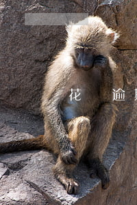 花唄逾期還能登錄支付寶嗎