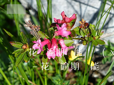 花唄逾期還能繼續(xù)使用付款功能嗎-花唄逾期還能繼續(xù)使用付款功能嗎安全嗎