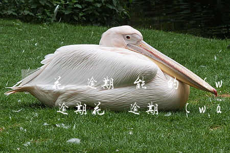 花唄逾期還能貸的網(wǎng)貸(信用卡逾期花唄逾期網(wǎng)貸逾期還可以借錢嗎)