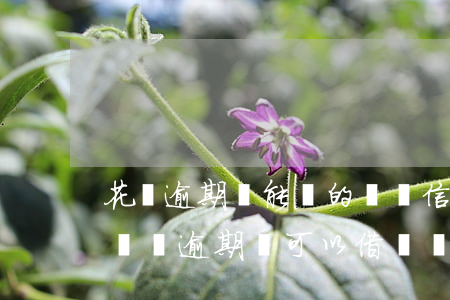 花唄逾期還能貸的網貸(信用卡逾期花唄逾期網貸逾期還可以借錢嗎)