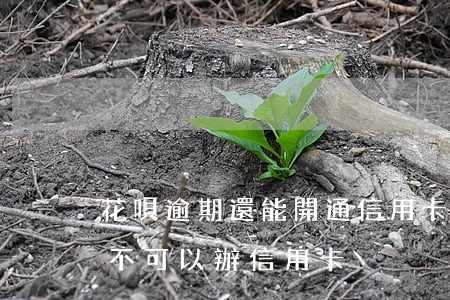 花唄逾期還能開通信用卡嗎(花唄逾期是不是不可以辦信用卡)