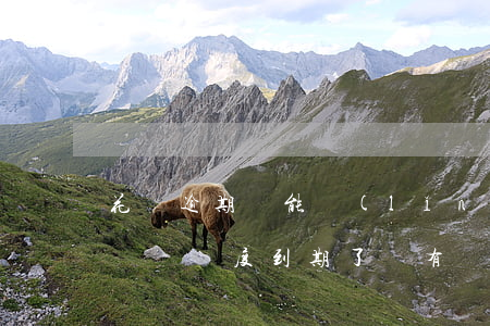 花唄逾期還能領(lǐng)臨時額度(花唄臨時額度到期了還有嗎)