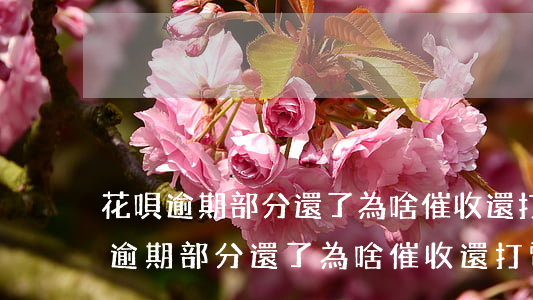 花唄逾期部分還了為啥催收還打電話-花唄逾期部分還了為啥催收還打電話催收呢