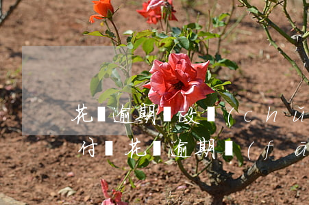 花唄逾期郵政儲(chǔ)蓄銀行短信-支付寶花唄逾期發(fā)短信來(lái)說(shuō)在不還款會(huì)發(fā)催款函是真的嗎