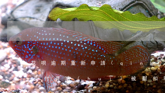 花唄逾期重新申請(qǐng)個(gè)支付寶會(huì)被劃扣嗎（花唄逾期怎么重新申請(qǐng)）
