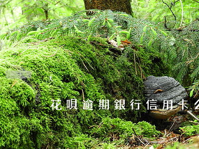 花唄逾期銀行信用卡么-花唄和信用卡逾期