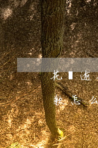 花唄逾期銀行卡有錢就自動(dòng)扣款怎么破-花唄逾期銀行卡有錢就自動(dòng)扣款怎么破解