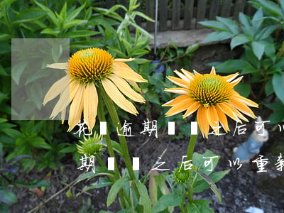 花唄逾期銷戶之后可以重新開通嗎-花唄逾期銷戶之后可以重新開通嗎安全嗎
