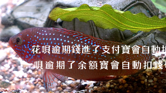 花唄逾期錢進了支付寶會自動扣嗎 支付寶花唄逾期了余額寶會自動扣錢嗎