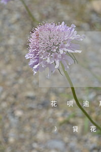花唄逾期開(kāi)通其他網(wǎng)貸(花唄有逾期還可以在其它借款平臺(tái)上借錢(qián)嗎)