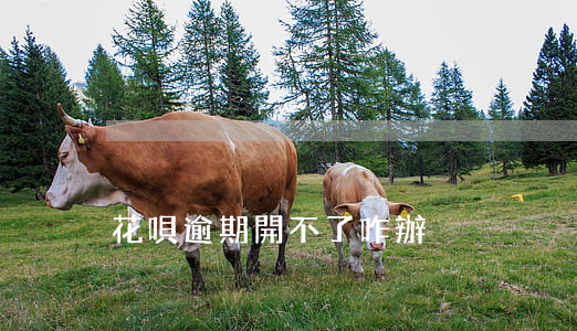 花唄逾期開不了咋辦