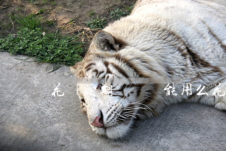 花唄逾期閑魚還能用么(花唄可以付閑魚嗎)