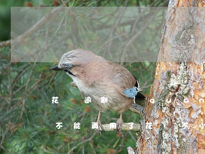 花唄逾期關(guān)了之后是不是就是不能再用了（花唄不小心逾期了關(guān)了）