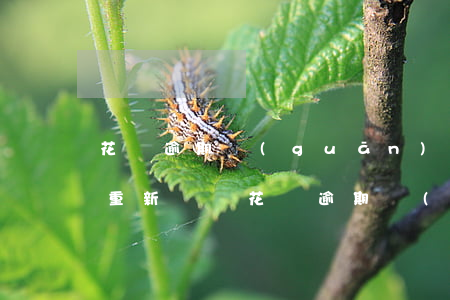 花唄逾期關(guān)閉了要多久才可以重新開啟（花唄逾期 關(guān)閉）