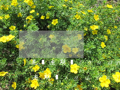 花唄逾期關(guān)閉后多久能用(花唄逾期關(guān)閉了要多久才可以重新開啟)