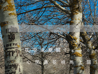 花唄逾期關(guān)閉花唄在開通(不小心開通花唄馬上關(guān)閉)