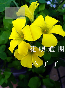花唄逾期關了就開不了了(花唄逾期關了就開不了了)