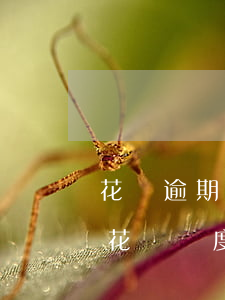 花唄逾期雙11會(huì)提額嗎(雙11花唄額度會(huì)漲嗎)