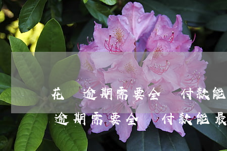 花唄逾期需要全額付款,能最低還款嗎-花唄逾期需要全額付款,能最低還款嗎