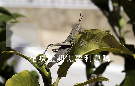 花唄逾期需要利息嗎
