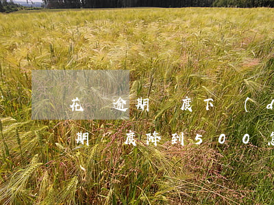 花唄逾期額度下調(diào)多少(花唄逾期額度降到500怎樣才能提額)