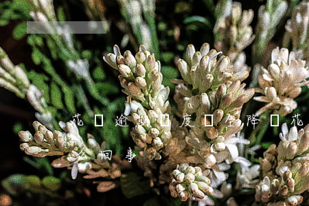 花唄逾期額度會全降嗎(花唄突然降額度了怎么回事)