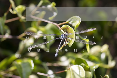 花唄逾期額度被調(diào)整500(花唄額度被降到500)