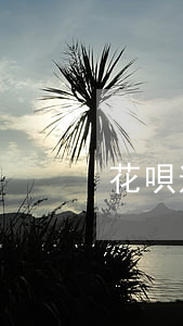 花唄逾期高嗎(花唄逾期高嗎)