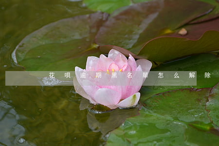 花唄逾期黑名單怎么解除