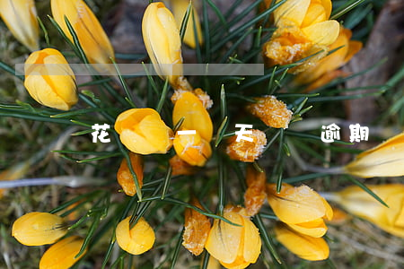 花唄遲一兩天還會逾期嗎