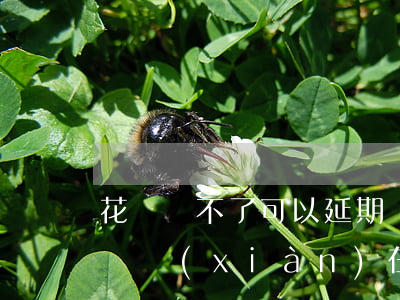 花唄還不了可以延期嗎(花唄還不了可以延期嗎現(xiàn)在)