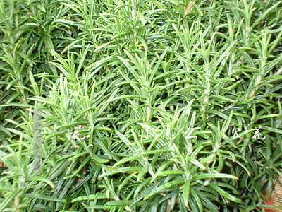 花唄還了怎么還欠(花唄怎么還款)