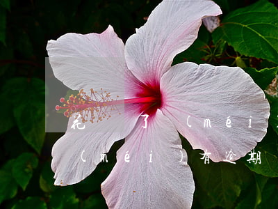 花唄還了沒(méi)顯示逾期但是(花唄沒(méi)有逾期還款,怎么顯示花唄不能使用)
