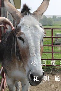 花唄還完仍發(fā)逾期信息(收到支付寶花唄逾期未還款短信)