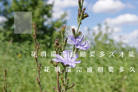 花唄還完逾期要多久才能恢復(fù)使用-花唄還完逾期要多久才能恢復(fù)使用額度