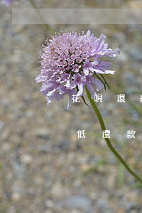 花唄還最低還款下個月能分期嗎-花唄還最低還款下個月能分期嗎