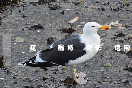花唄還最低還款影響信用額度嗎-
