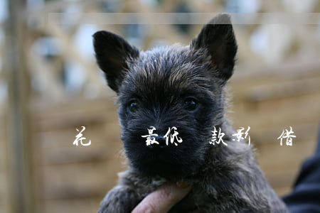 花唄還最低還款影響借唄額度嗎-
