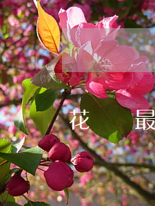 花唄還最低還款影響通用額度嗎-